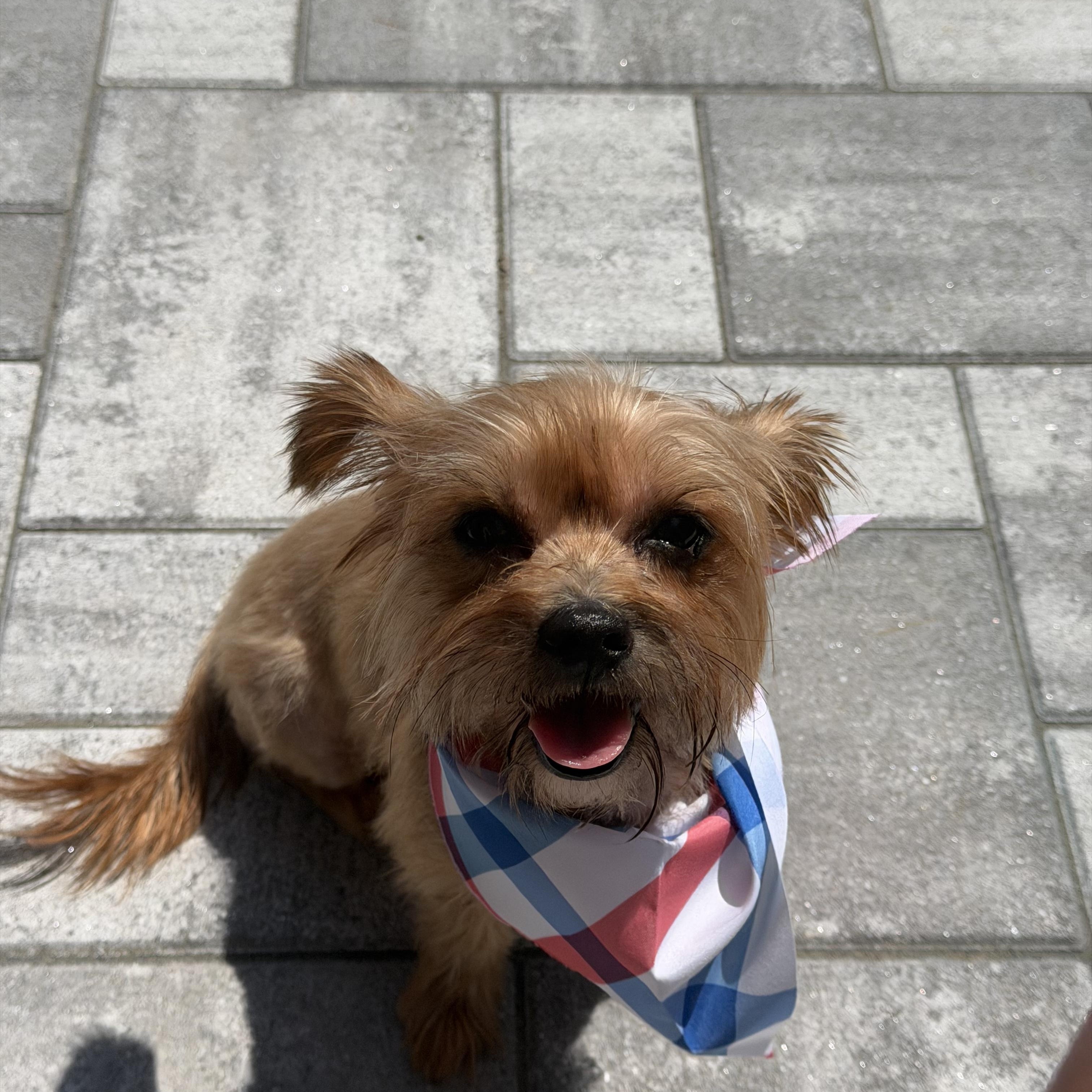 Honey, a ADOPTABLE Yorkshire Terrier in Providence, RI image 4/4