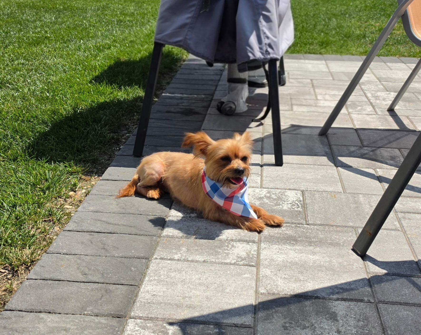 Honey, a ADOPTABLE Yorkshire Terrier in Providence, RI image 3/4