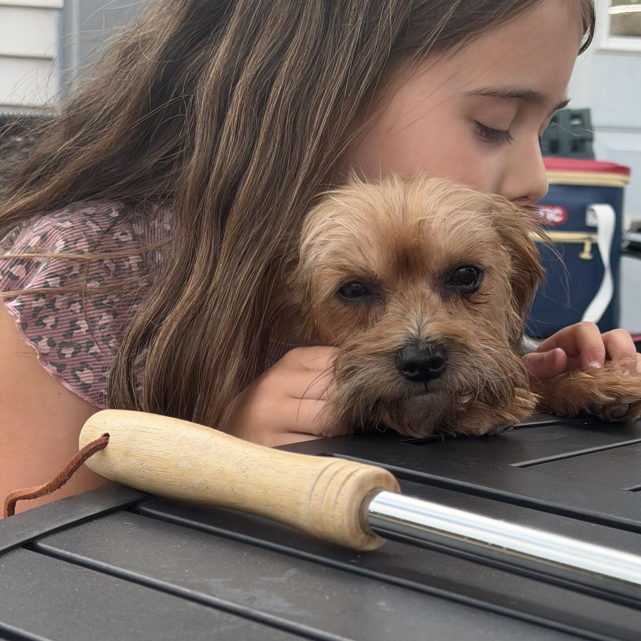 Honey, a ADOPTABLE Yorkshire Terrier in Providence, RI image 2/4