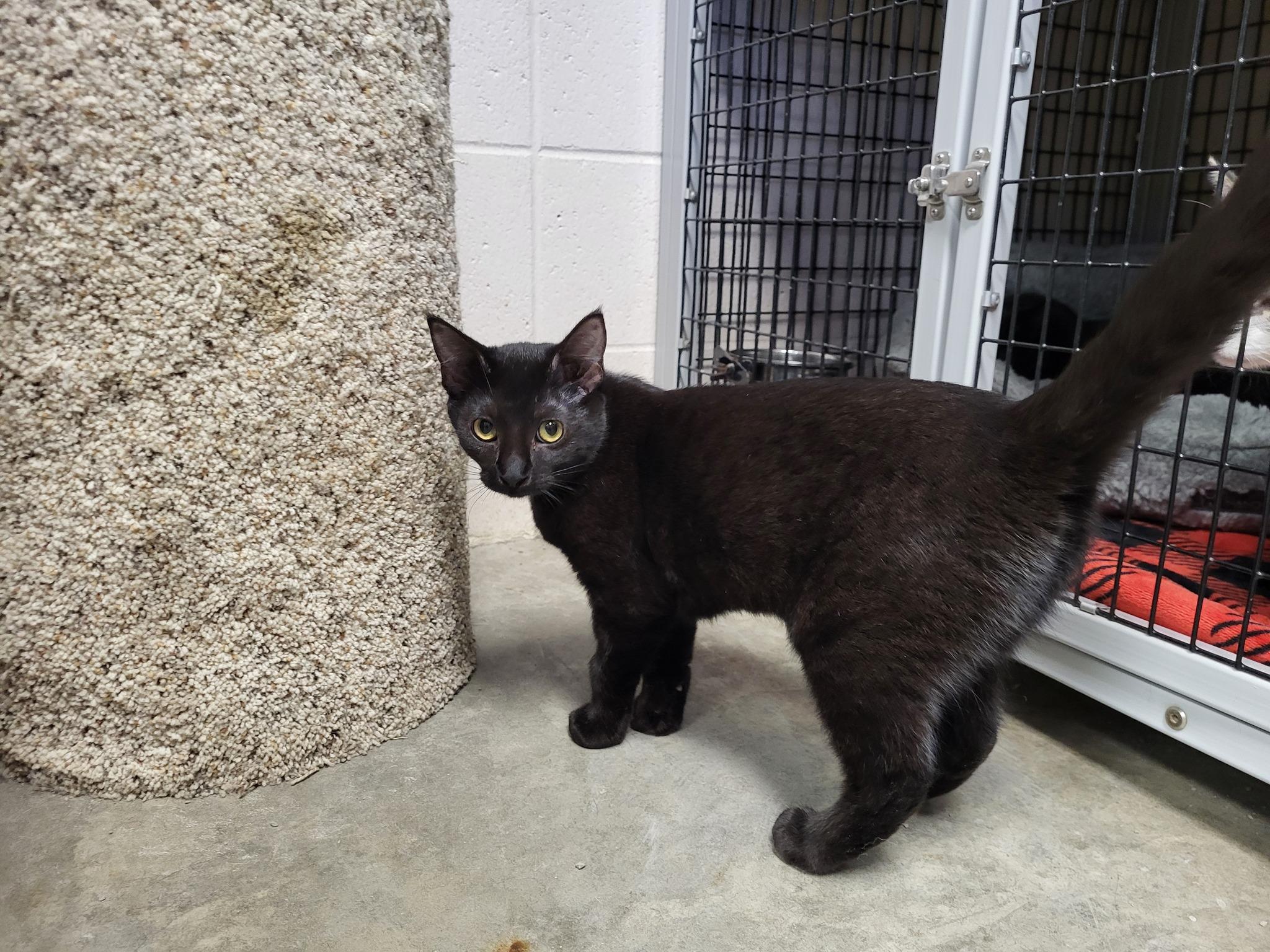 Enlarge Mouse, a Adoptable Domestic Short Hair in Chilton, WI image 1/5