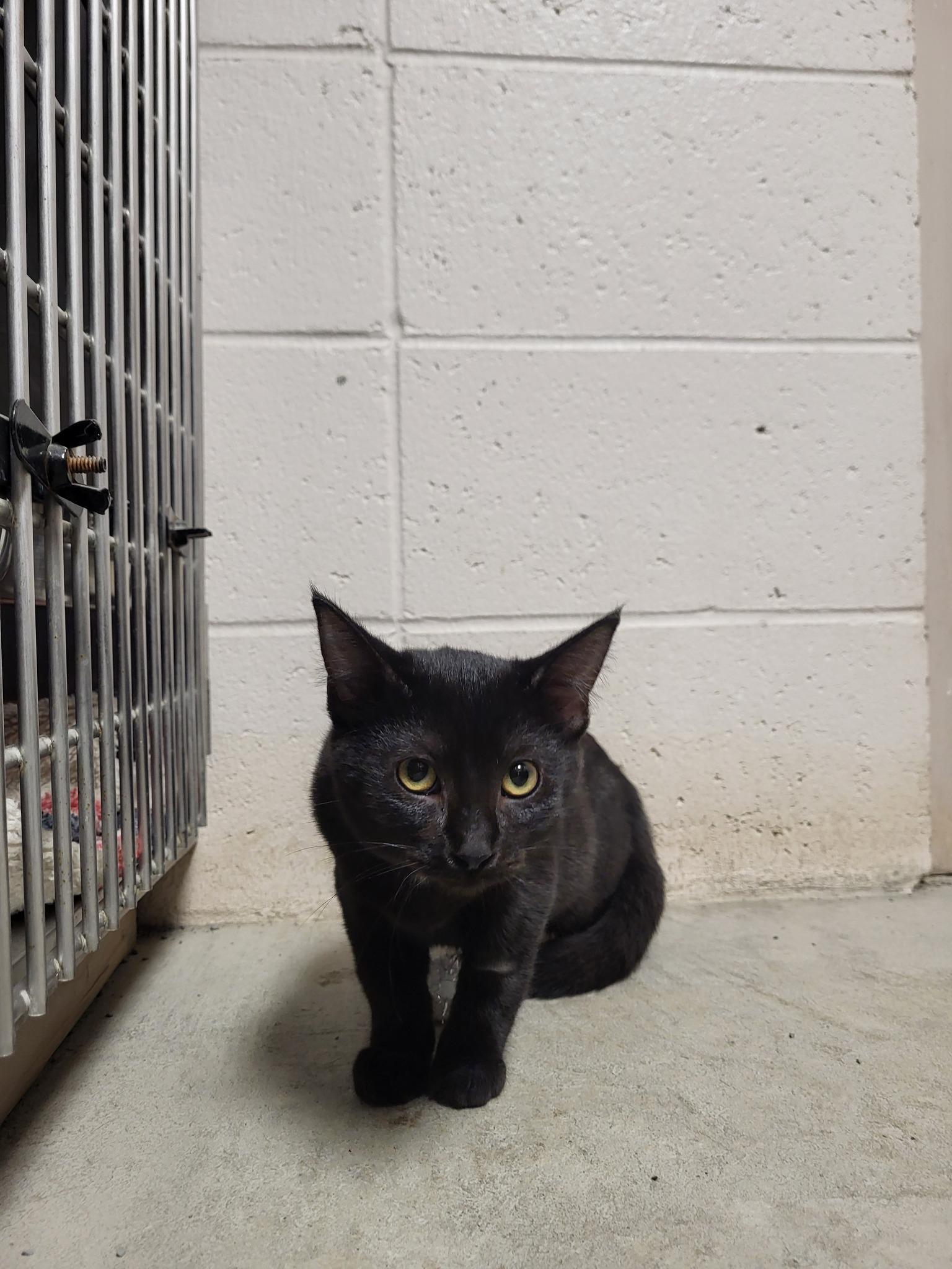 Enlarge Mouse, a Adoptable Domestic Short Hair in Chilton, WI image 4/5