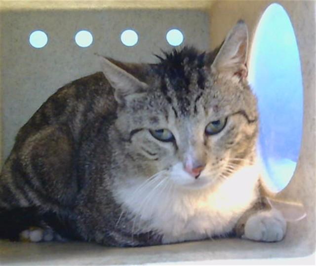 GUNTHER, Adoptable, Adult Male Domestic Medium Hair.
