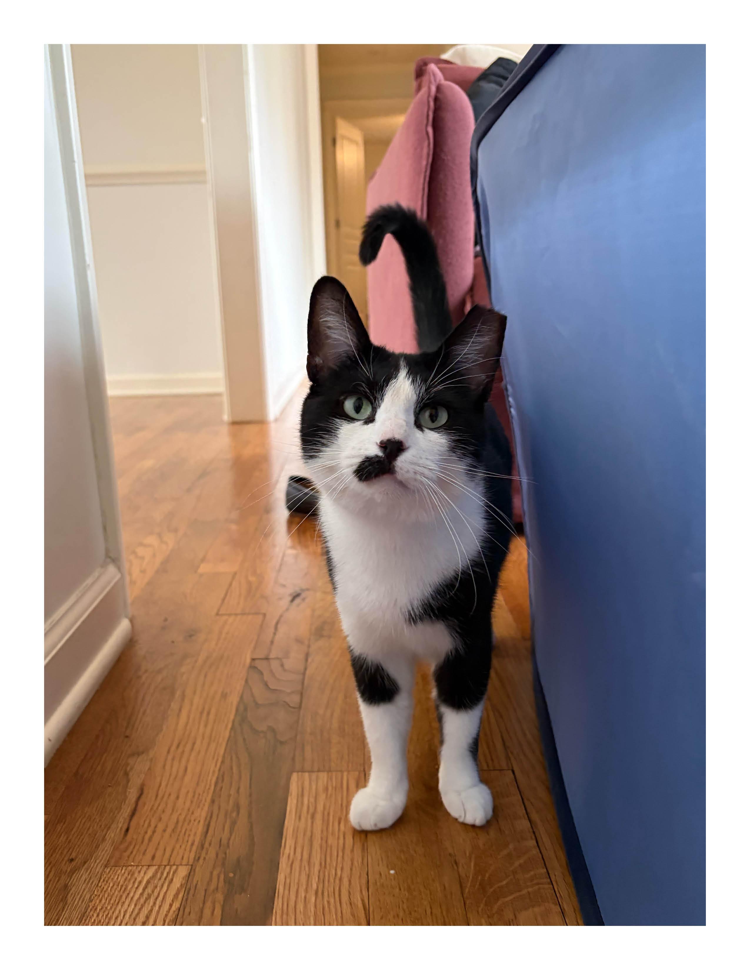 Quiche, ADOPTABLE, Young Female Domestic Short Hair.