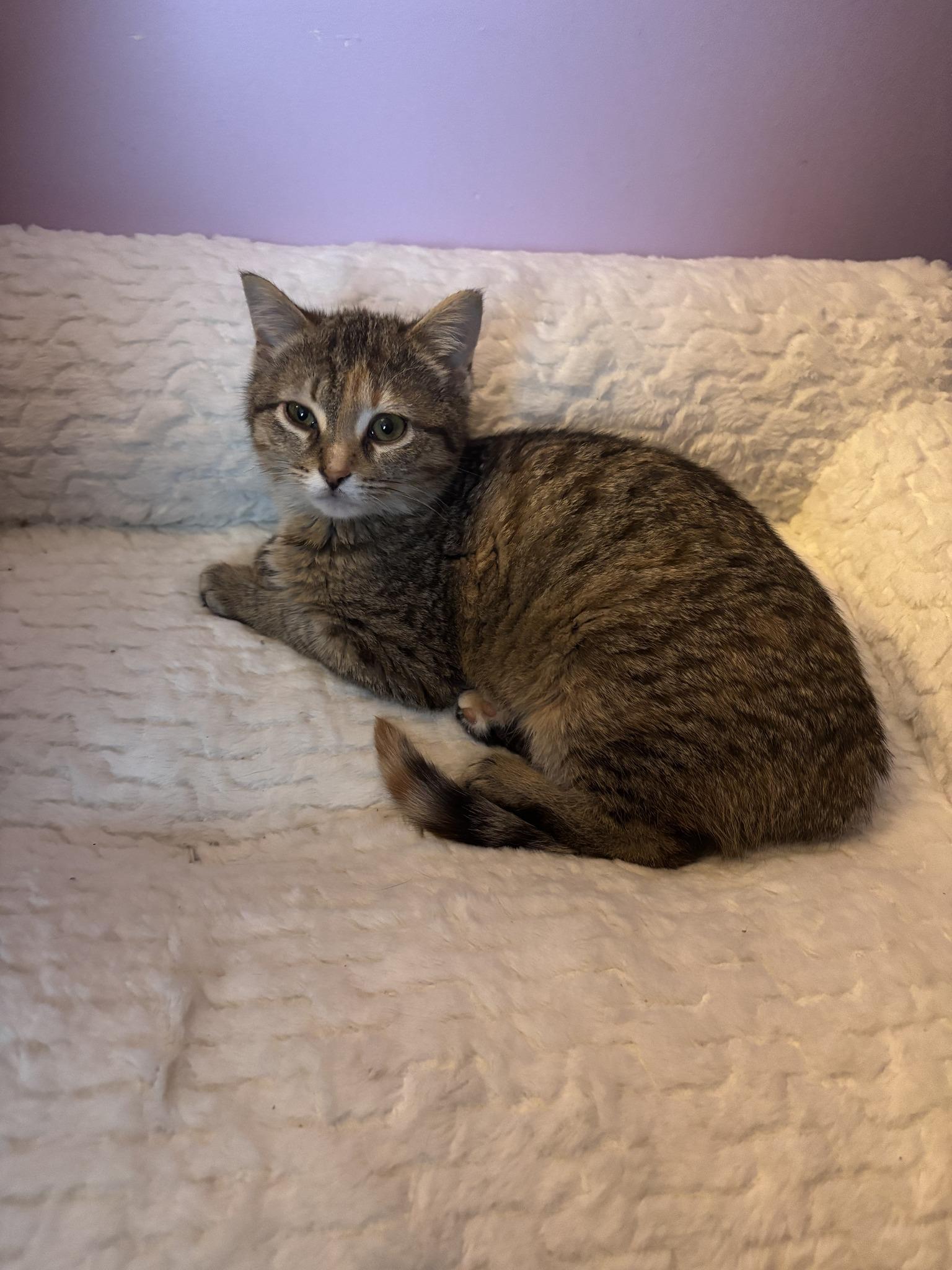 Mirabelle, an adoptable Domestic Short Hair in Spencerville, ON, K0E 1X0 | Photo Image 1