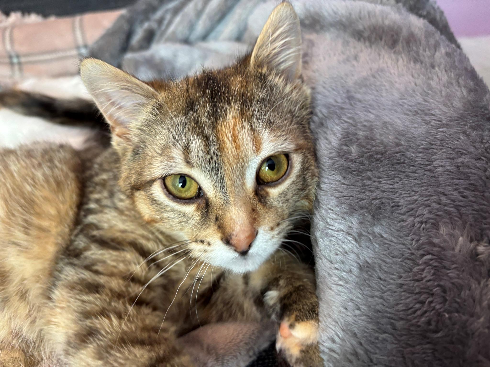 Mirabelle, an adoptable Domestic Short Hair in Spencerville, ON, K0E 1X0 | Photo Image 4