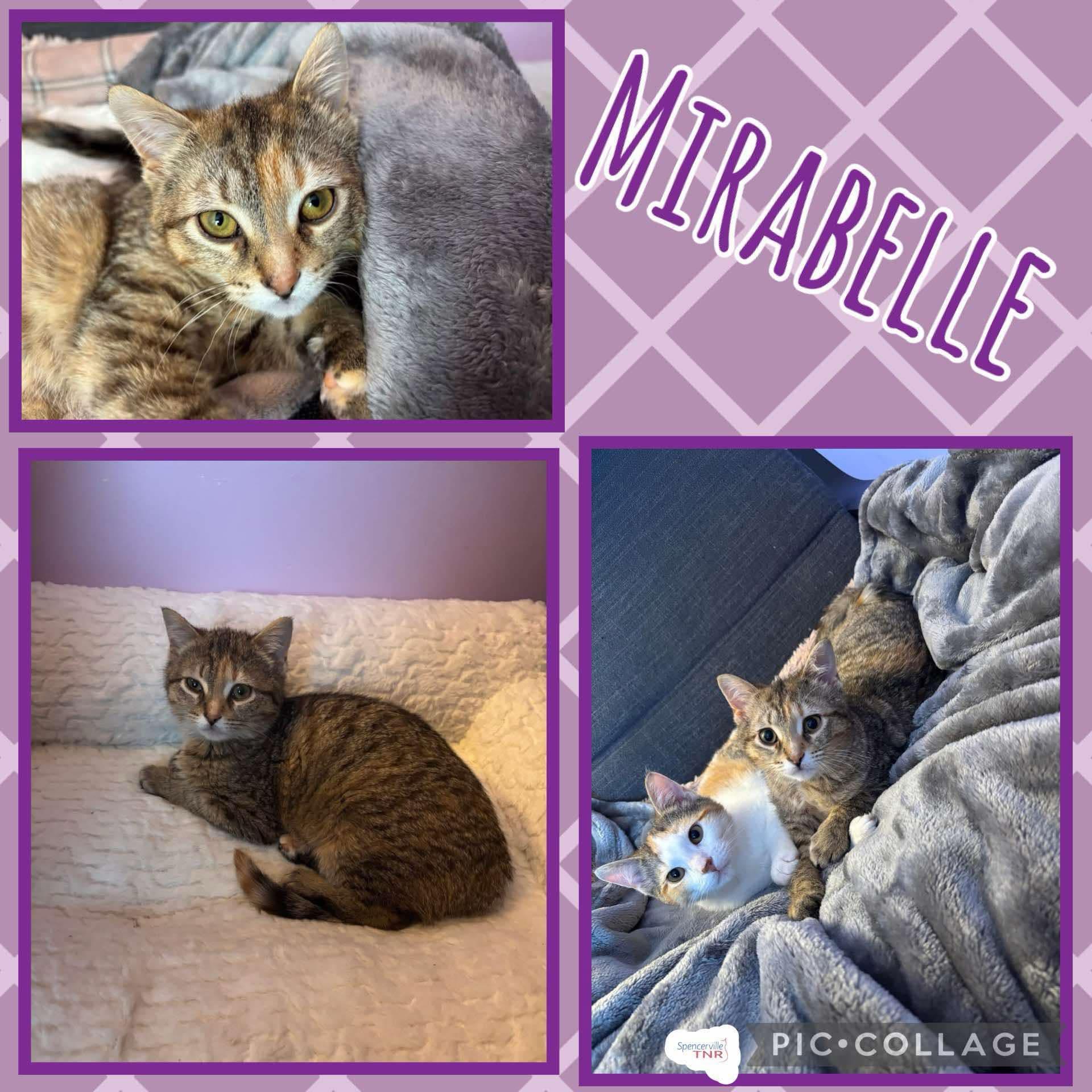 Mirabelle, an adoptable Domestic Short Hair in Spencerville, ON, K0E 1X0 | Photo Image 2