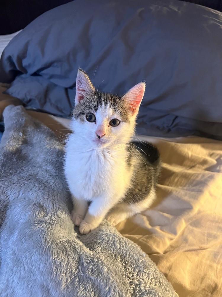 Alexandra, Adoptable, Kitten Female Domestic Medium Hair.