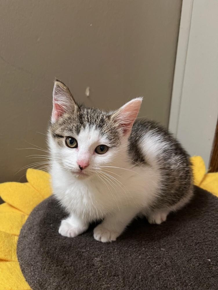 Alexandra, a Adoptable mixed breed in Wilmington, NC image 2/4