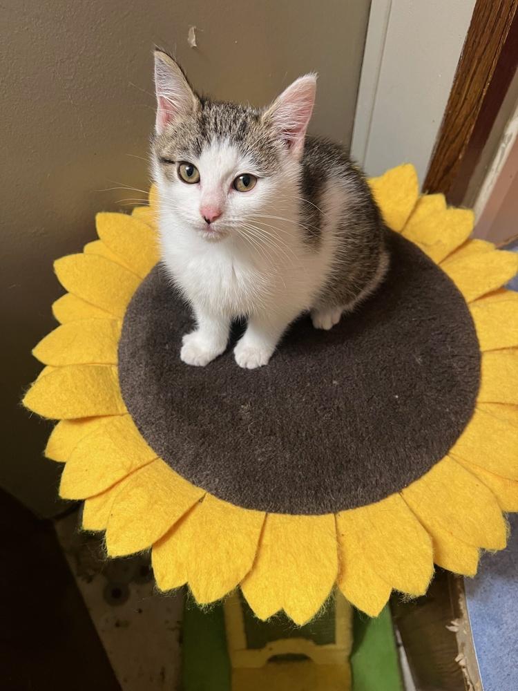 Alexandra, a Adoptable mixed breed in Wilmington, NC image 3/4