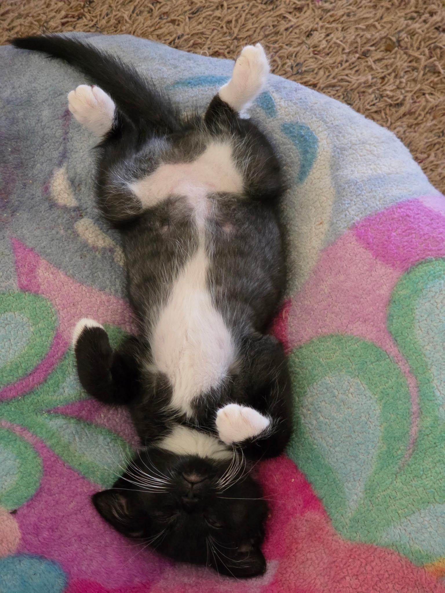 Enlarge Peggy Sue, a Adoptable Tuxedo in Lubbock, TX image 2/3
