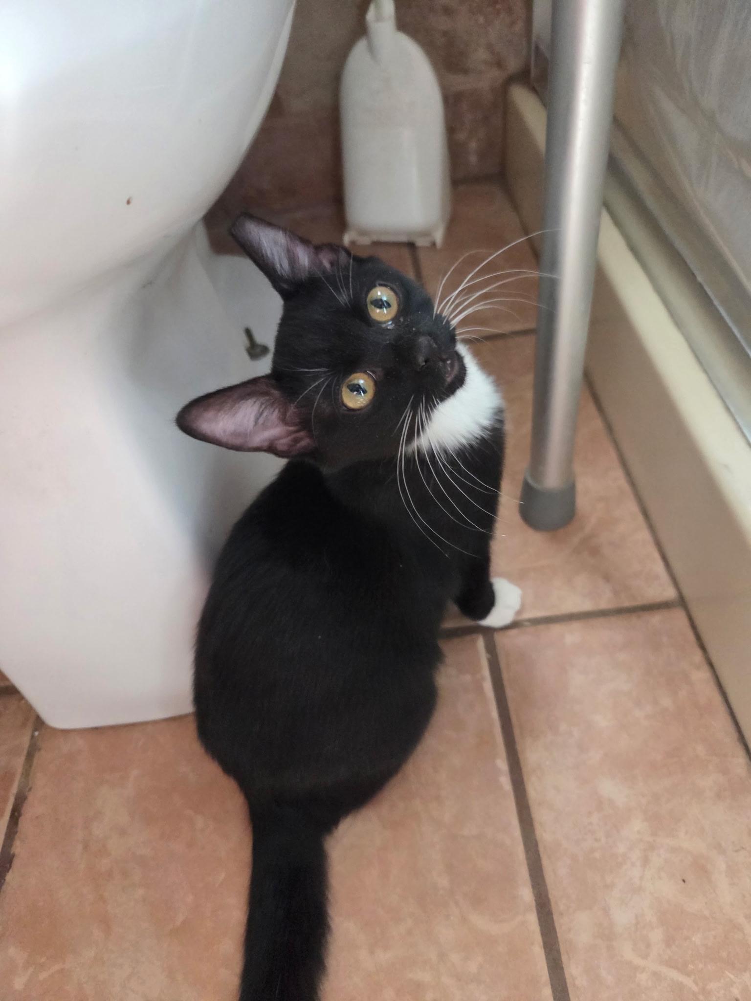 Enlarge Peggy Sue, a Adoptable Tuxedo in Lubbock, TX image 1/3