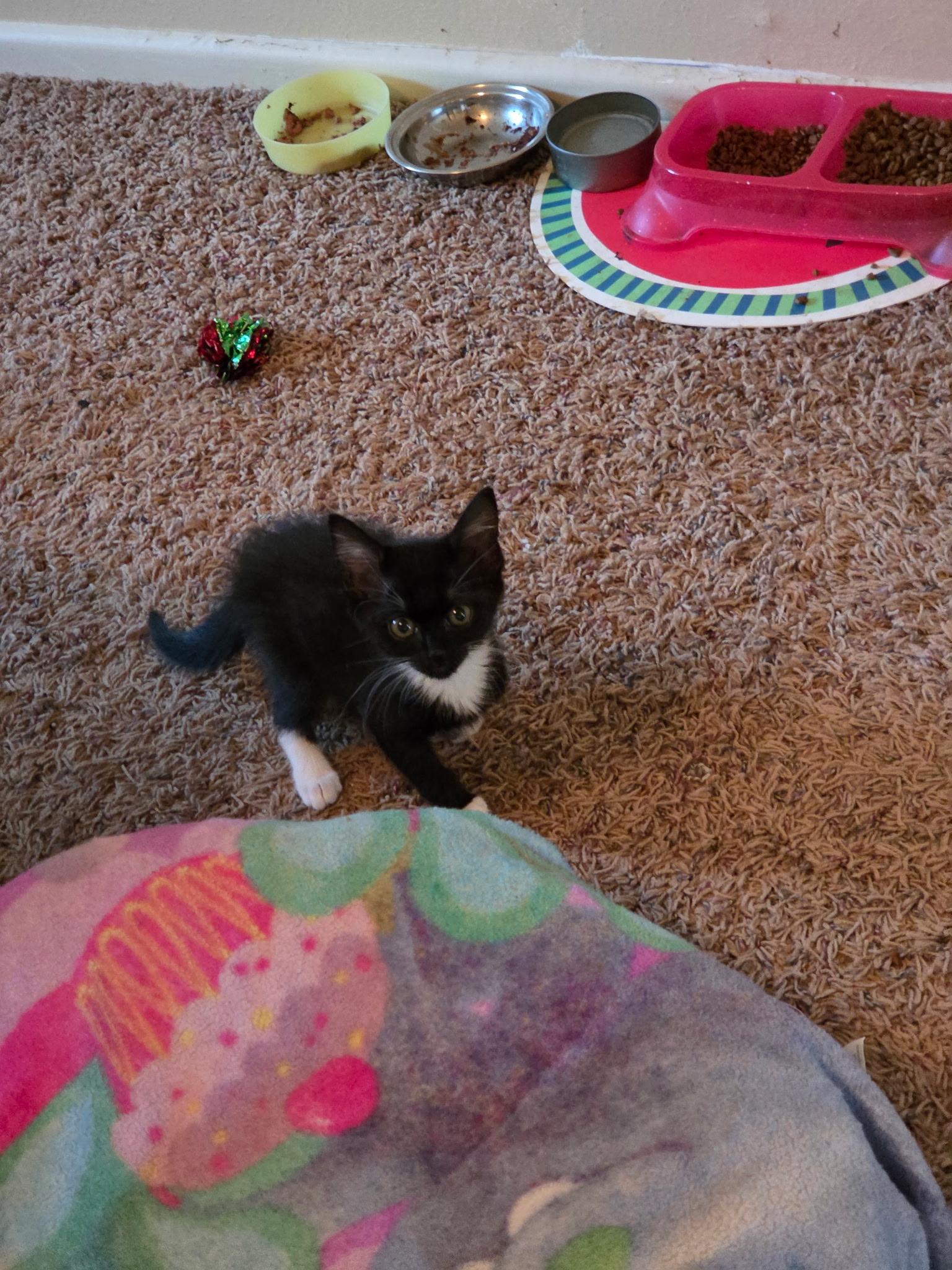 Enlarge Peggy Sue, a Adoptable Tuxedo in Lubbock, TX image 3/3