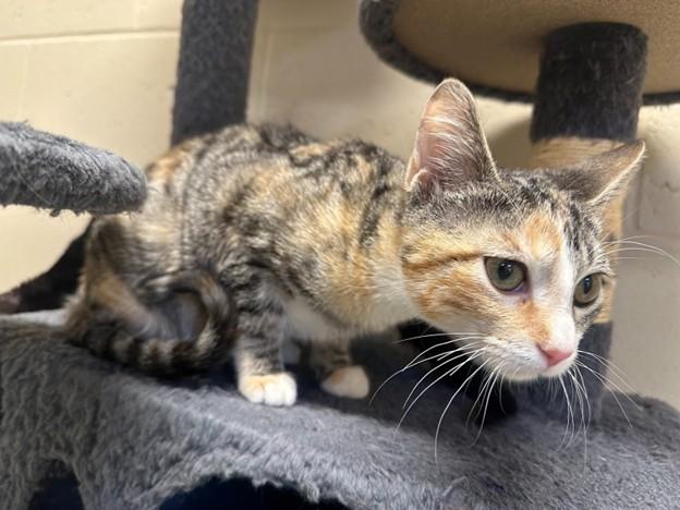 Bonnie, ADOPTABLE, Kitten Female Domestic Medium Hair.