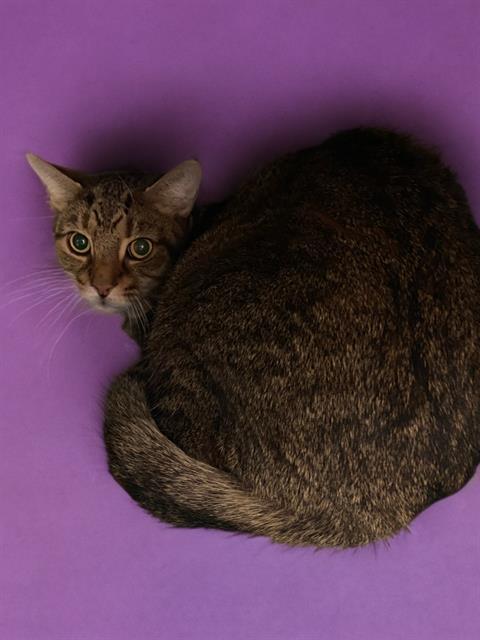 TRILLY, Adoptable, Adult Male Domestic Short Hair.