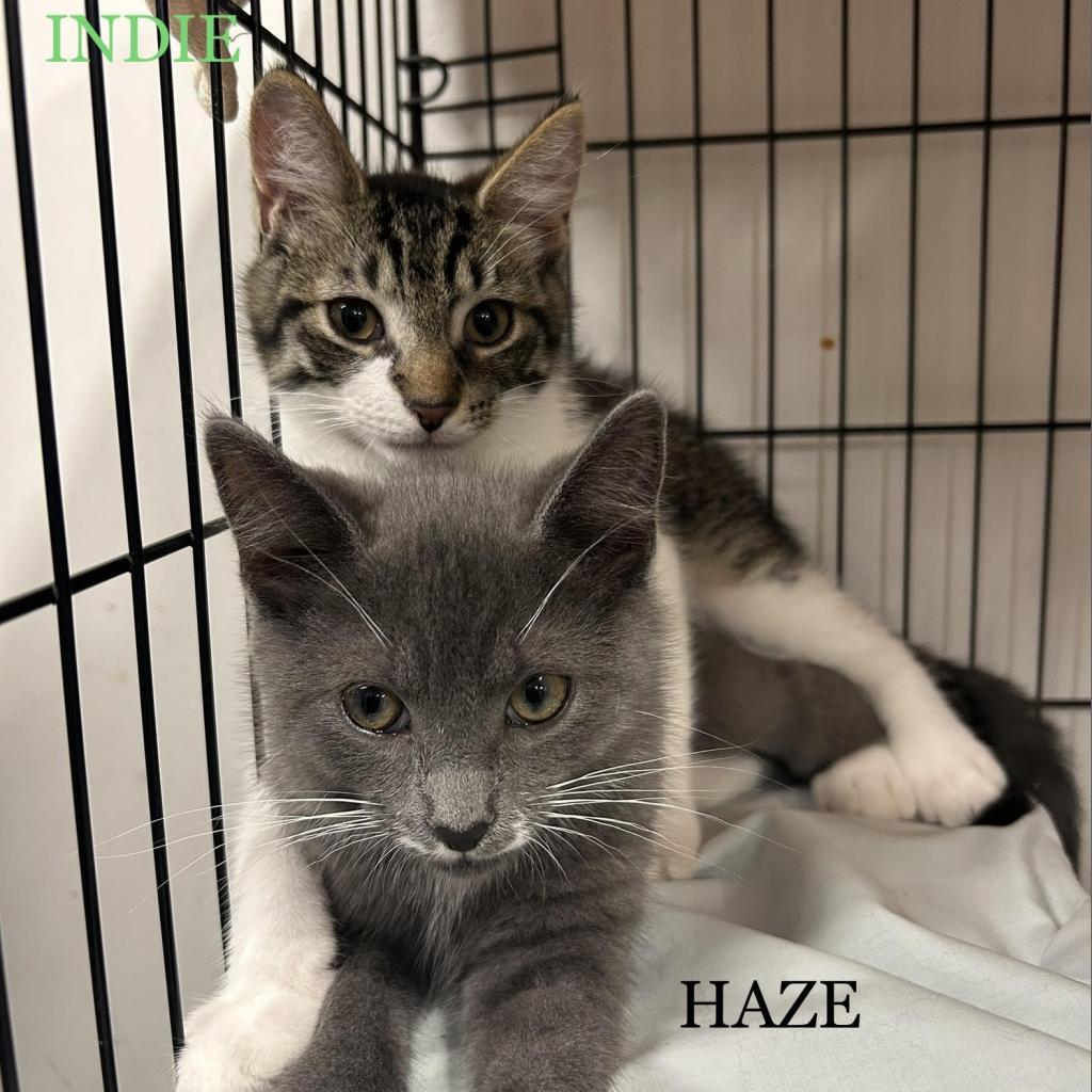 Indie — thumbnail 2