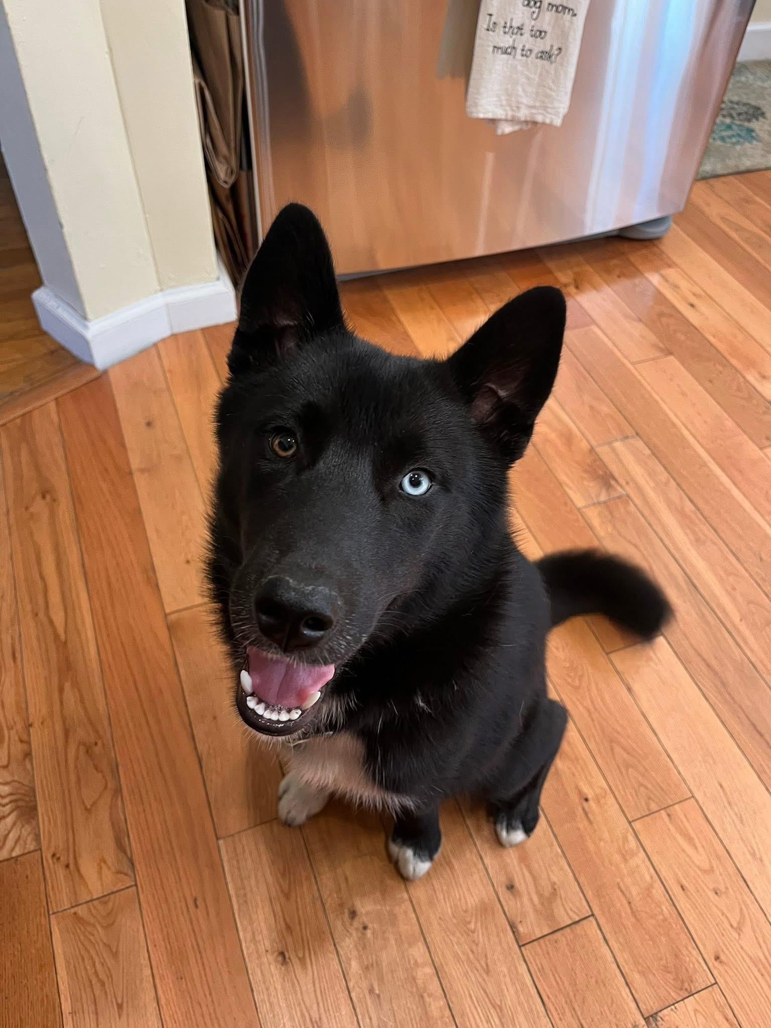 Enlarge Eclipse, a Adopted Siberian Husky in Kingston, MA image 1/4