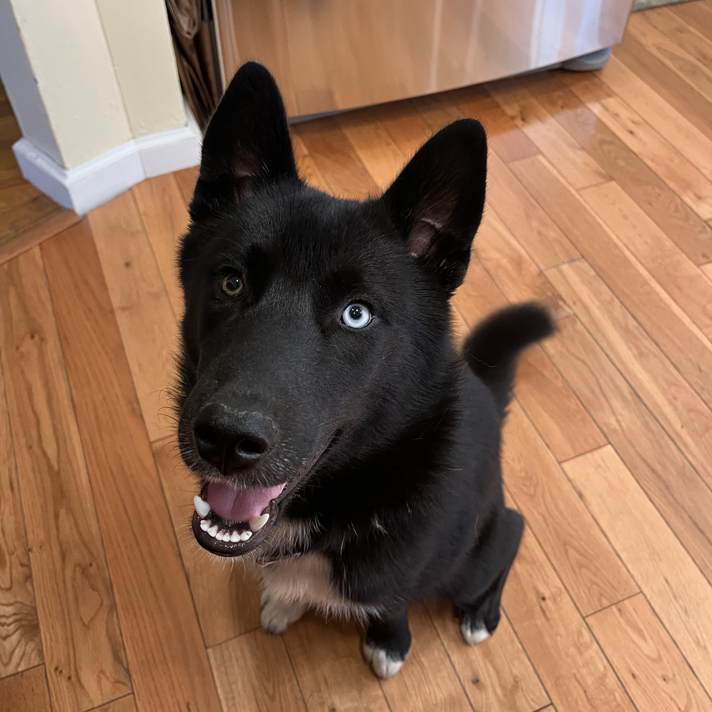 Enlarge Eclipse, a Adopted Siberian Husky in Kingston, MA image 4/4