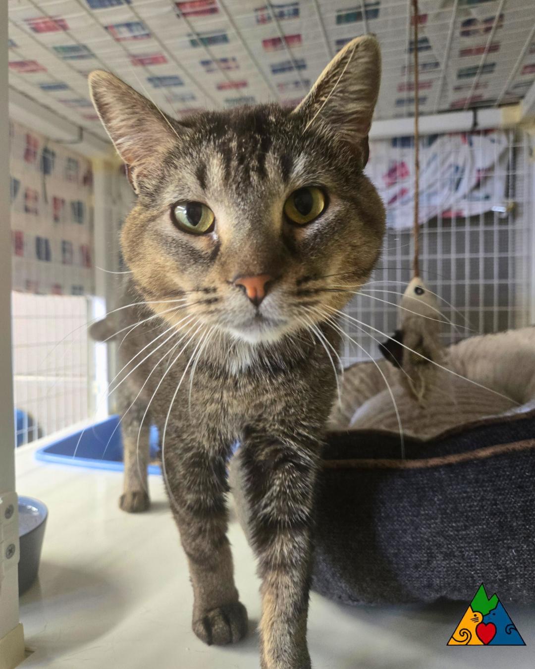 Enlarge Steve, a ADOPTABLE Domestic Short Hair in Douglas, WY image 4/4