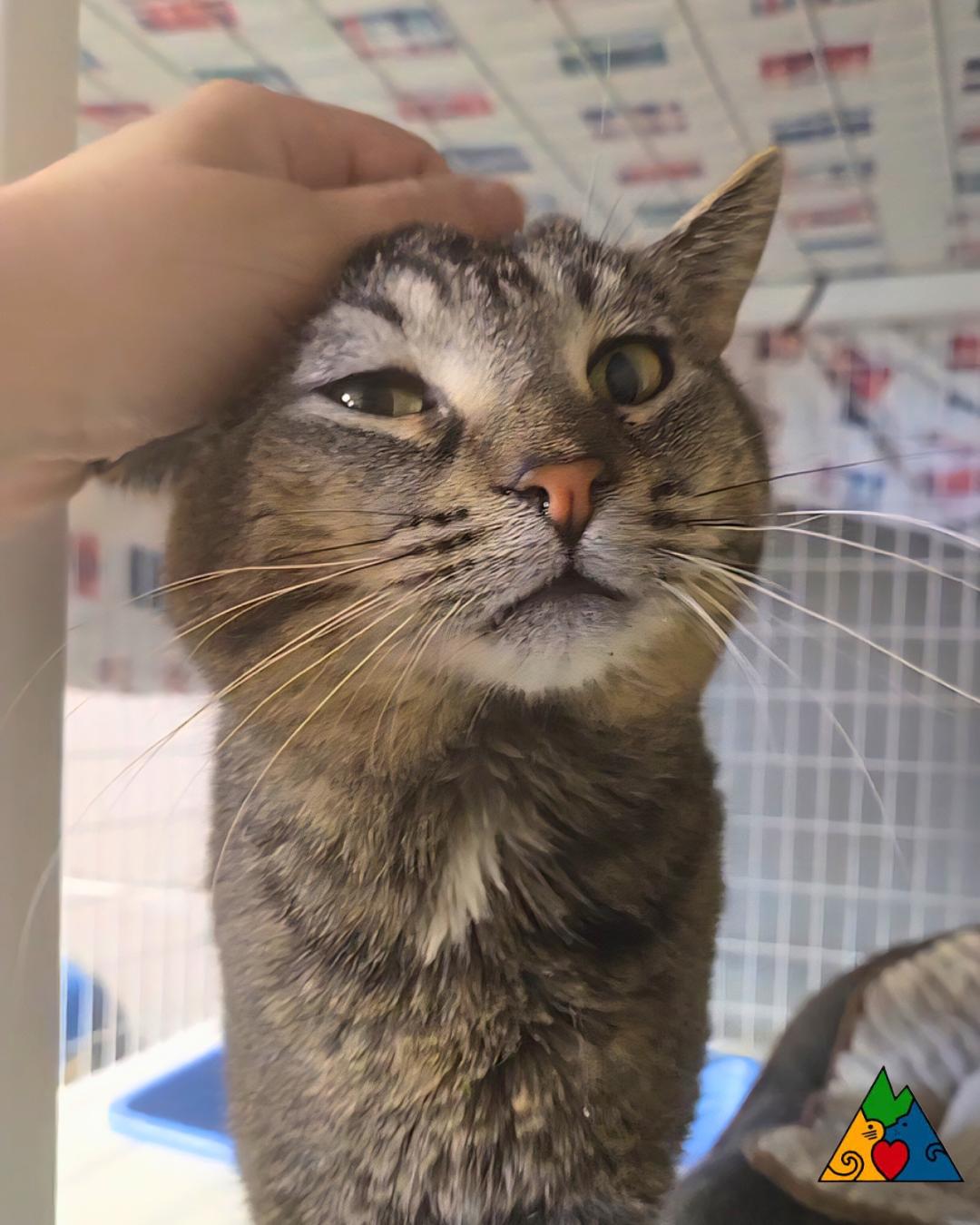 Enlarge Steve, a ADOPTABLE Domestic Short Hair in Douglas, WY image 2/4