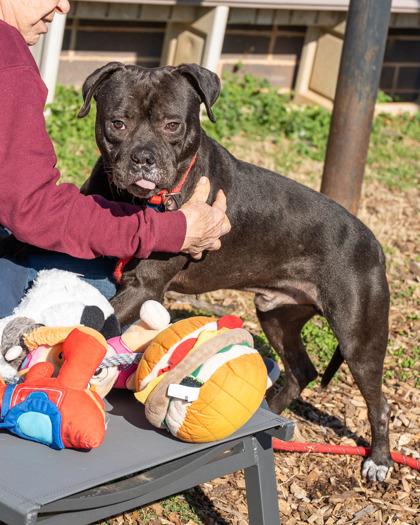 Enlarge Clyde, a Adoptable mixed breed in Chamblee, GA image 1/3