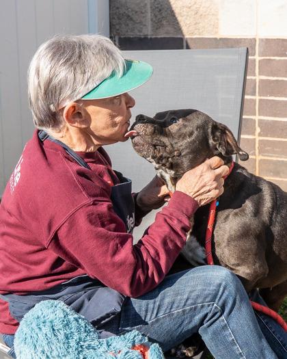 Enlarge Clyde, a Adoptable mixed breed in Chamblee, GA image 2/3