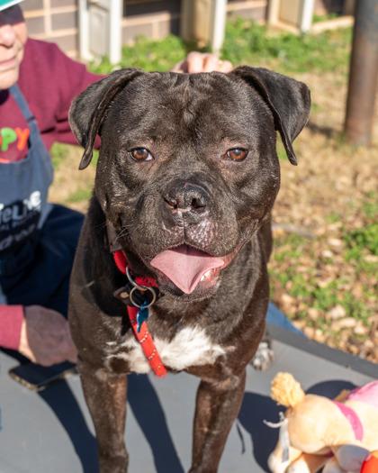Enlarge Clyde, a Adoptable mixed breed in Chamblee, GA image 3/3