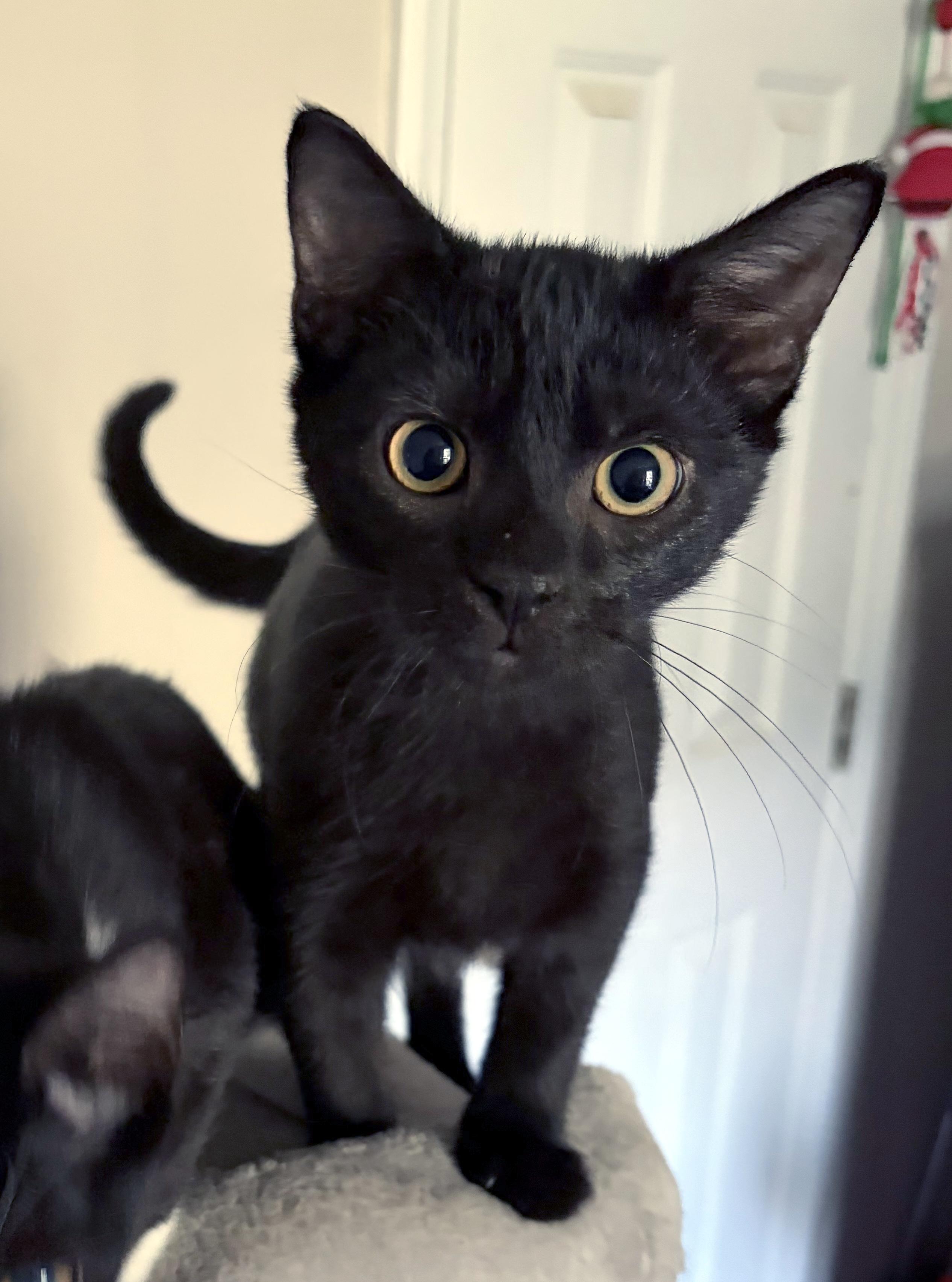 Enlarge Shadow, a Adopted Domestic Short Hair in Smithfield, NC image 1/1