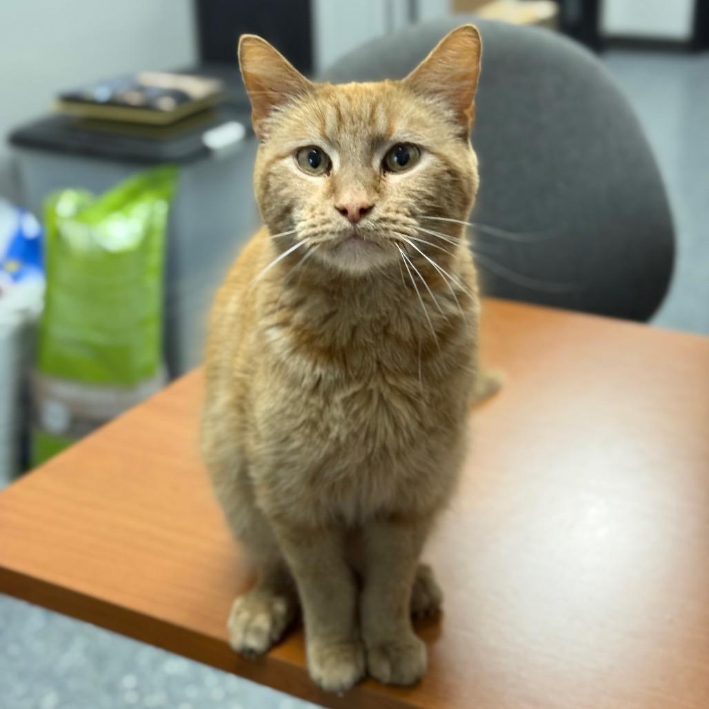 Garfield — thumbnail 2