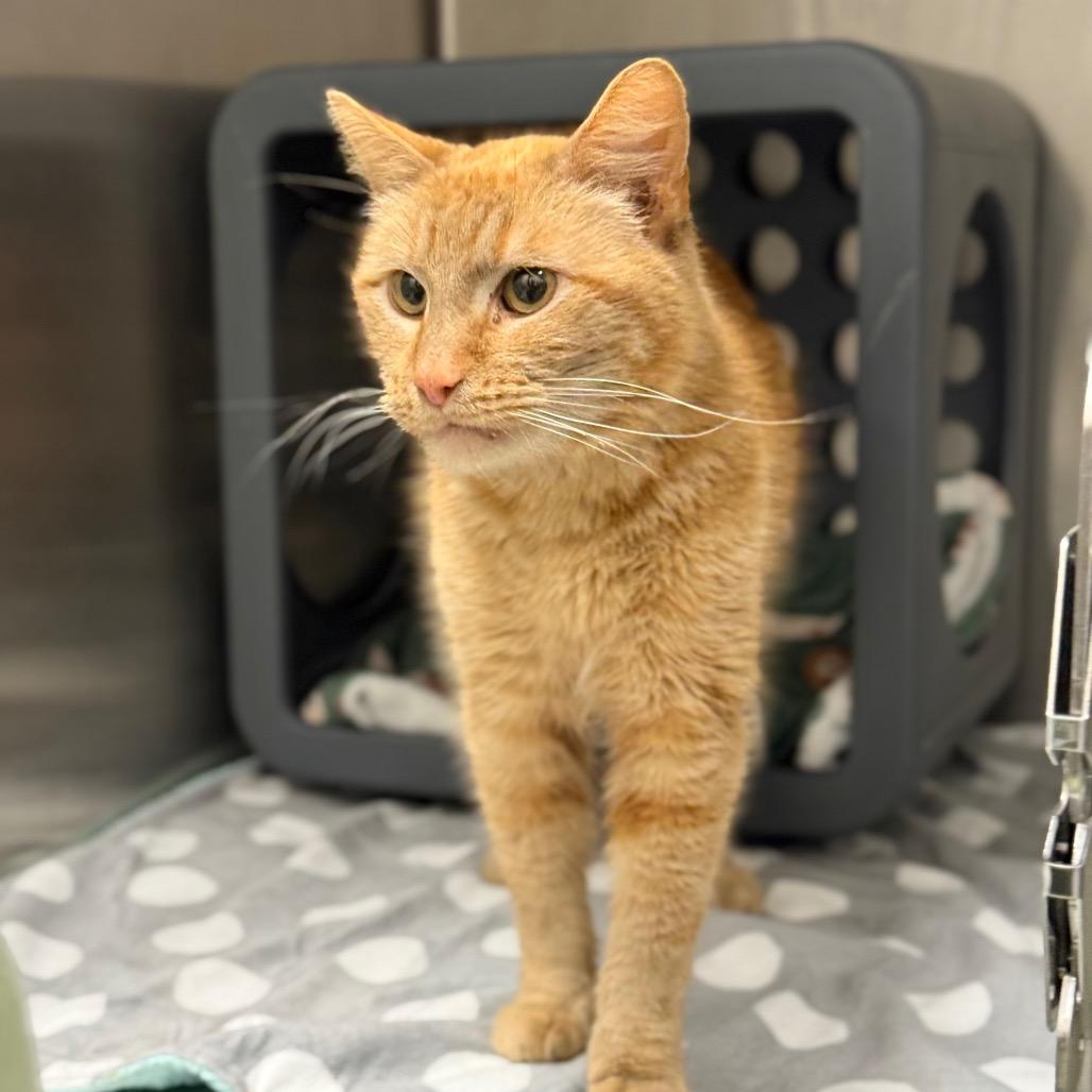 Garfield — thumbnail 3