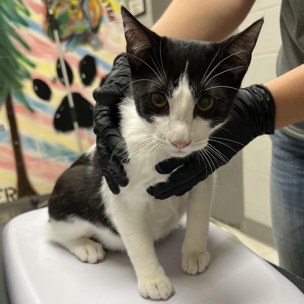 Fester, a Adoptable Domestic Short Hair in DeKalb, IL image 1/2