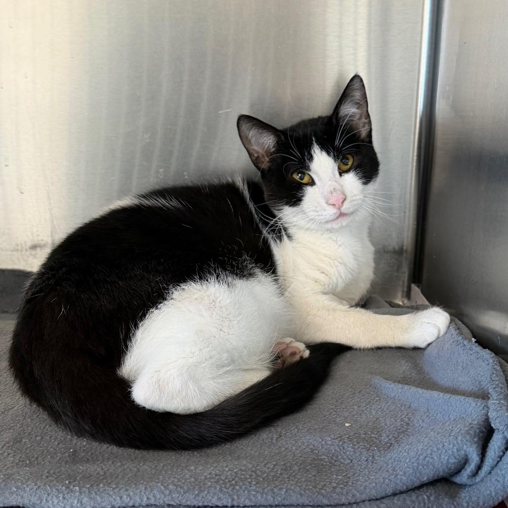 Fester, a Adoptable Domestic Short Hair in DeKalb, IL image 2/2