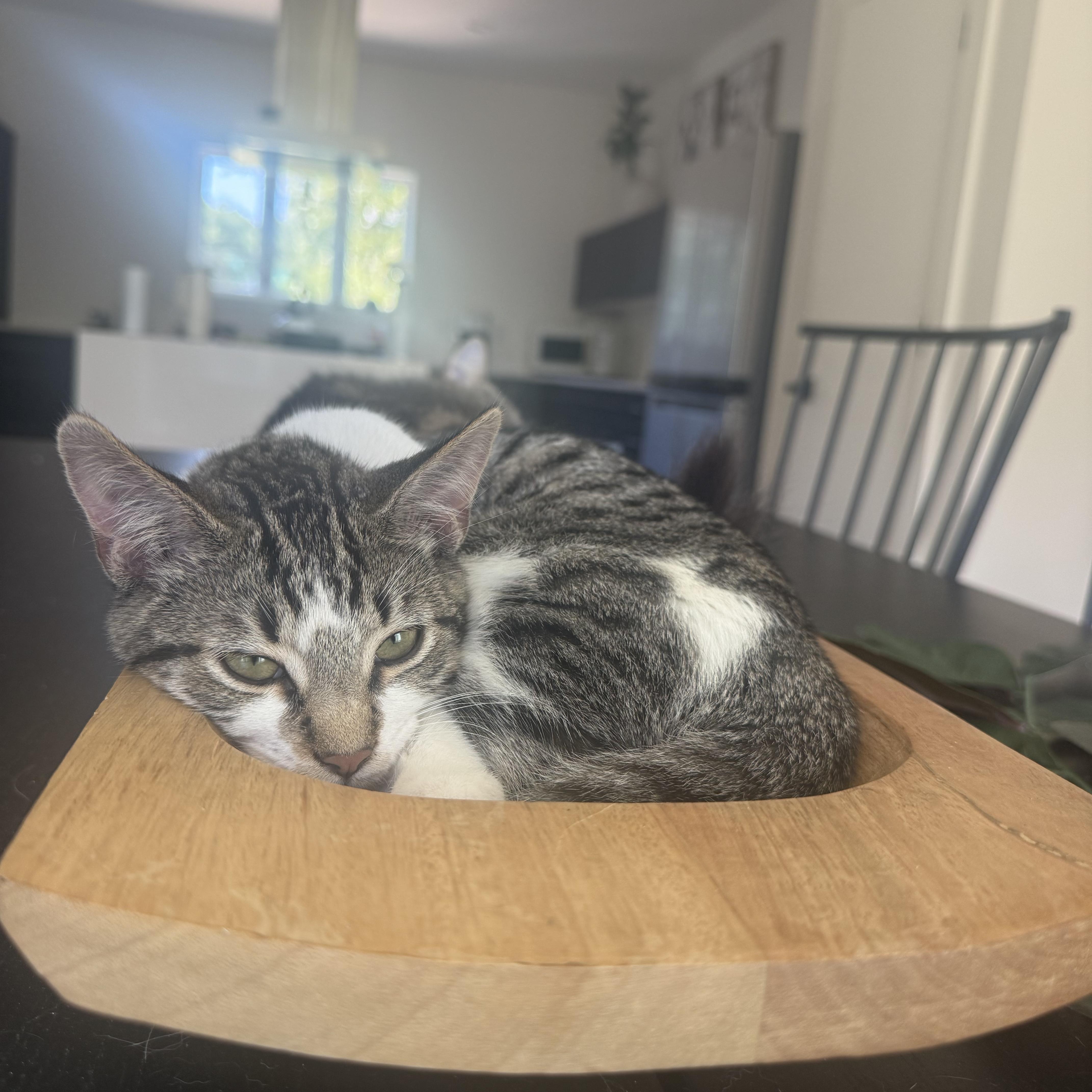 Enlarge Toby (obsessed with laps), a Adoptable Domestic Short Hair in Atlanta, GA image 3/6