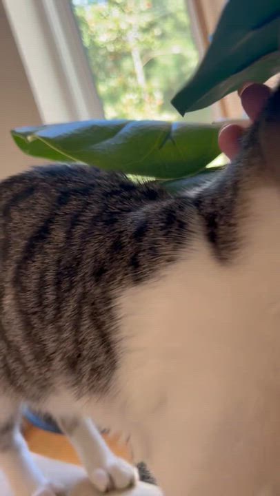 Enlarge Toby (obsessed with laps), a Adoptable Domestic Short Hair in Atlanta, GA video 6/6