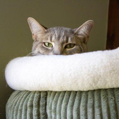 Heather, Adoptable, Young Female Domestic Short Hair.