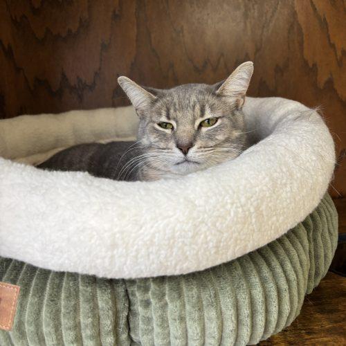 Enlarge Heather, a Adoptable Domestic Short Hair in Kenosha, WI image 2/5
