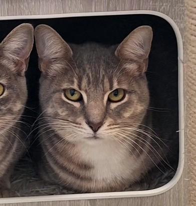 Enlarge Heather, a Adoptable Domestic Short Hair in Kenosha, WI image 3/5