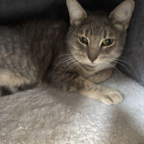 Heather, Adoptable, Young Female Domestic Short Hair.