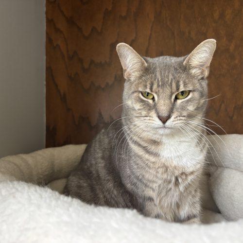 Enlarge Heather, a Adoptable Domestic Short Hair in Kenosha, WI image 4/5