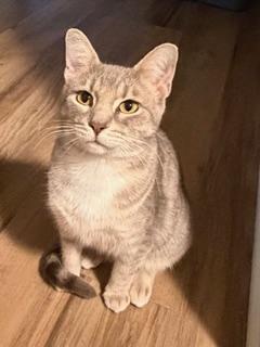 Enlarge Heather, a Adoptable Domestic Short Hair in Kenosha, WI image 2/3