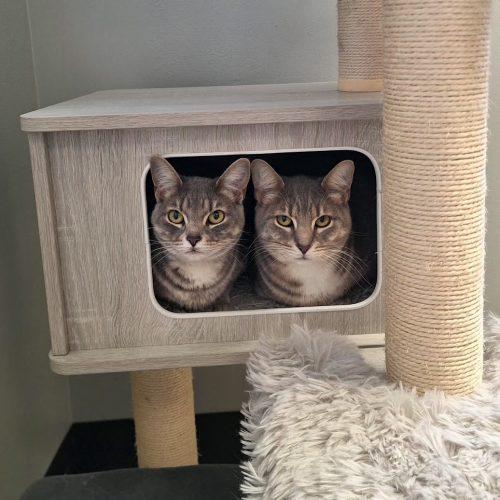 Enlarge Heather, a Adoptable Domestic Short Hair in Kenosha, WI image 5/5