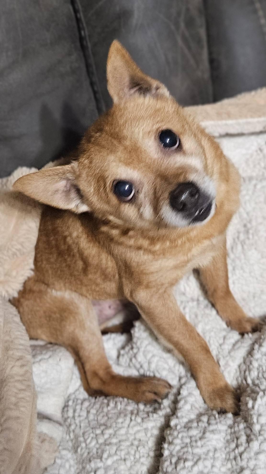 Enlarge Snoop, a Adopted Mixed Breed in Fairmont, WV image 2/3