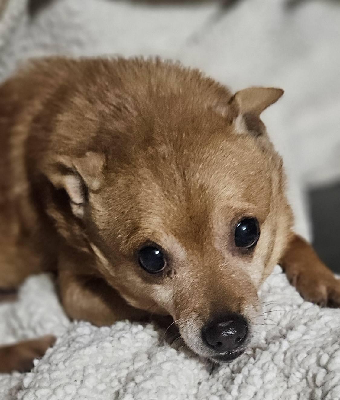 Enlarge Snoop, a Adopted Mixed Breed in Fairmont, WV image 3/3