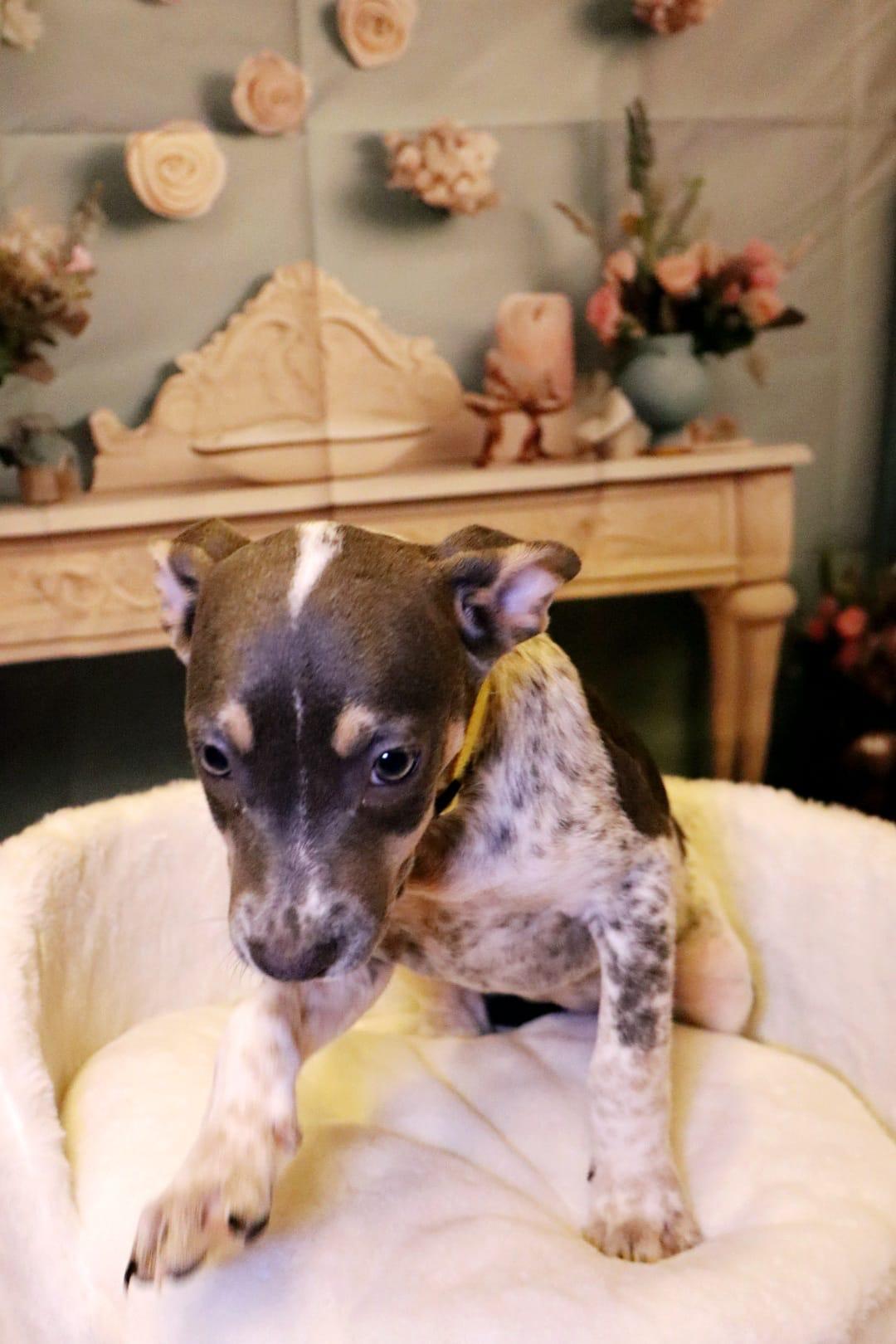 Dog for adoption Sage, an Australian Cattle Dog / Blue Heeler & Hound