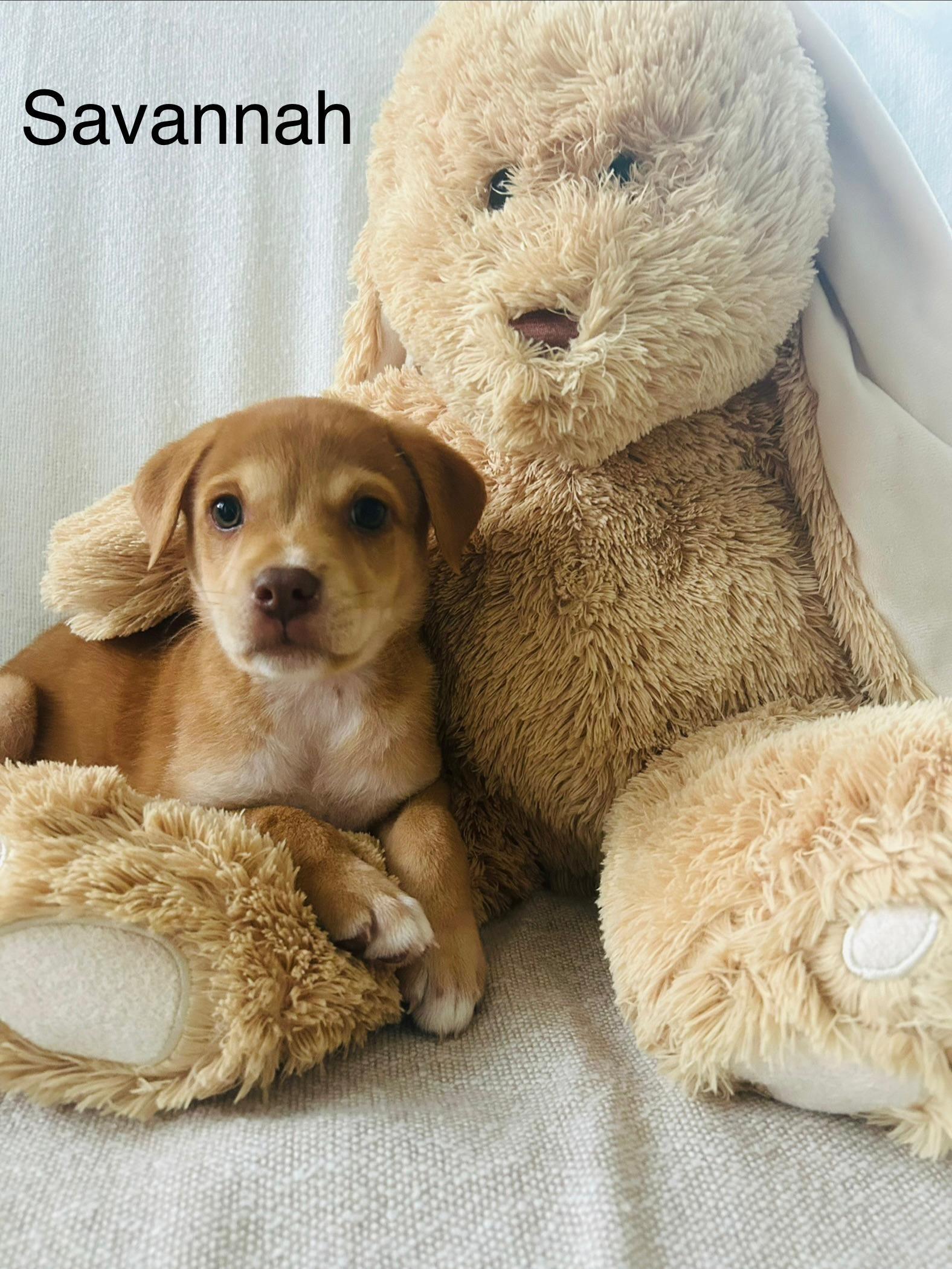 Savannah, ADOPTABLE, Puppy Female Labrador Retriever.