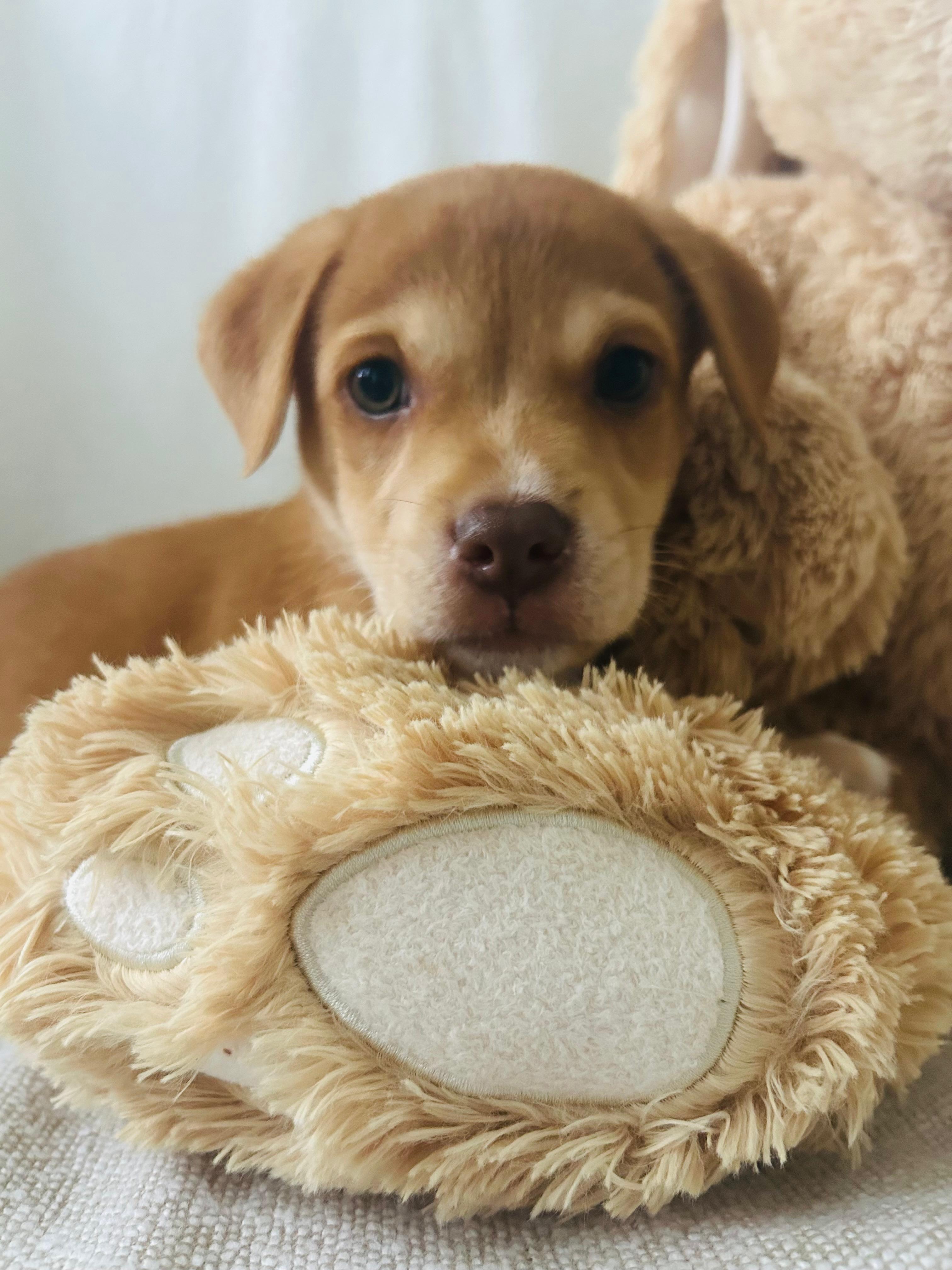 Savannah, a ADOPTABLE mixed breed in Fort Belvoir, VA image 2/2
