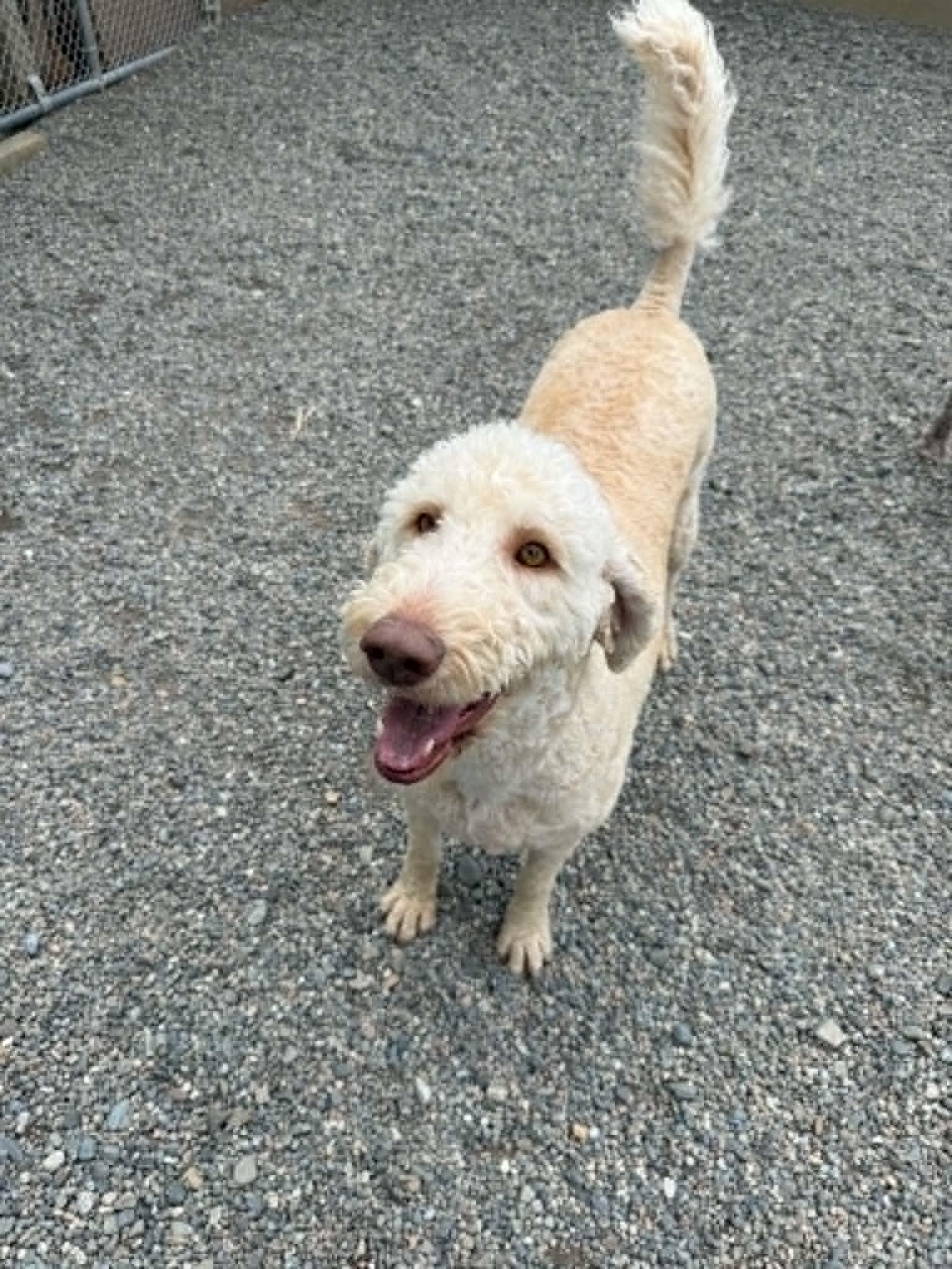 Barbie, a ADOPTABLE mixed breed in St. Maries, ID image 1/4