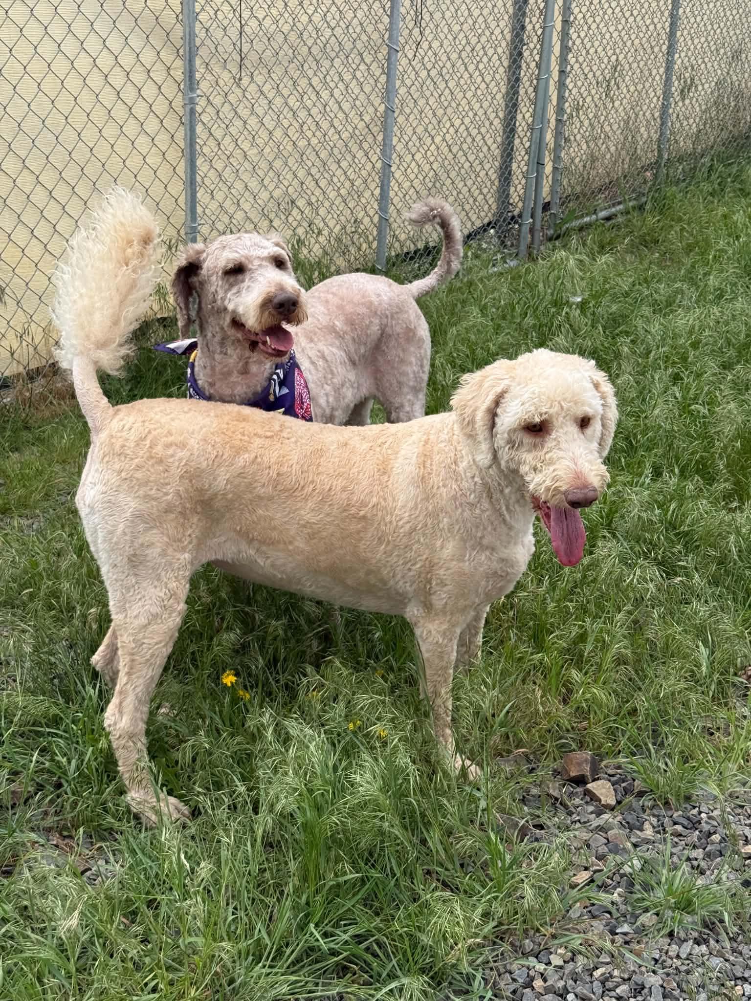 Barbie, a ADOPTABLE mixed breed in St. Maries, ID image 2/4