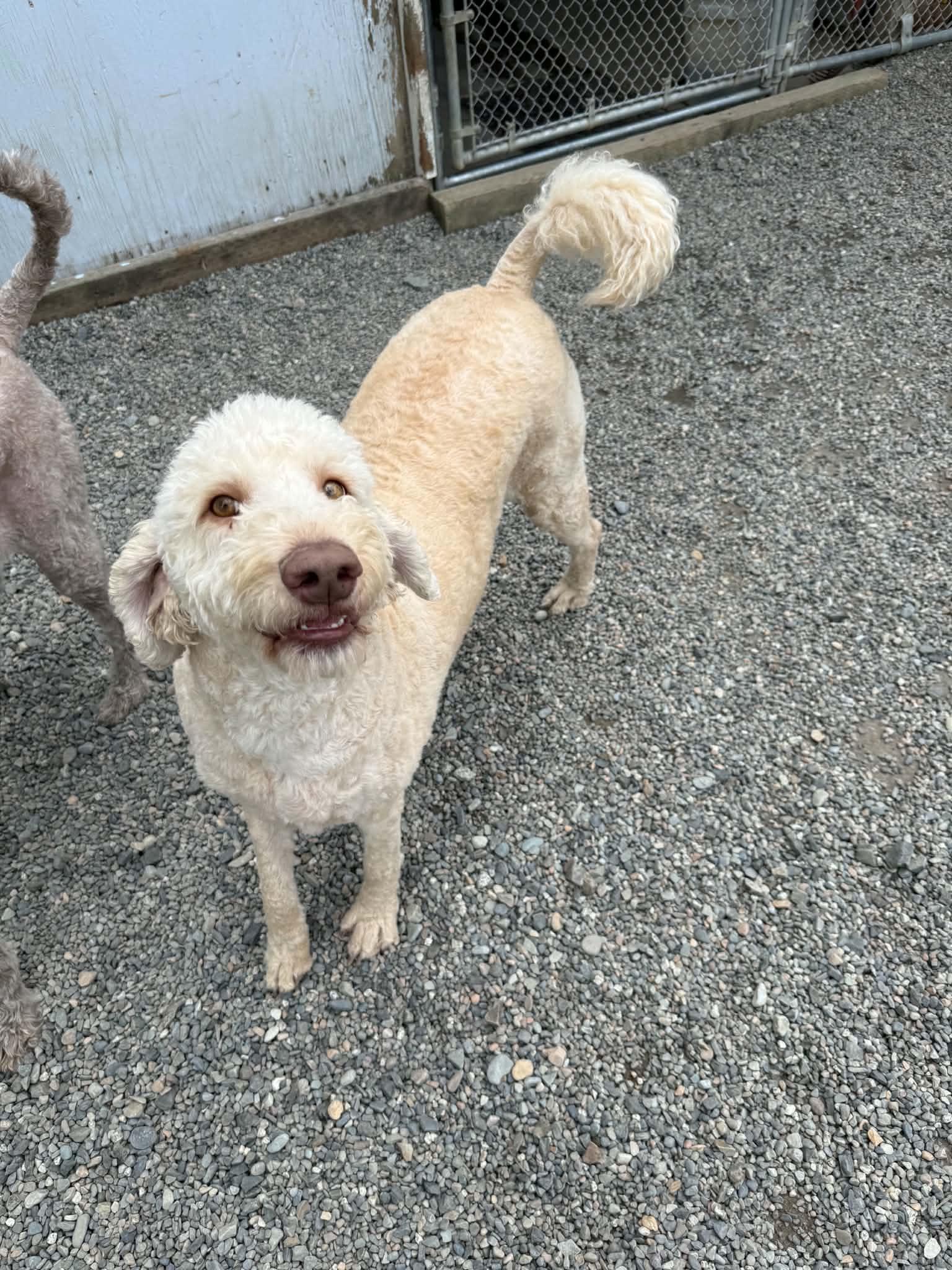 Barbie, a ADOPTABLE mixed breed in St. Maries, ID image 3/4