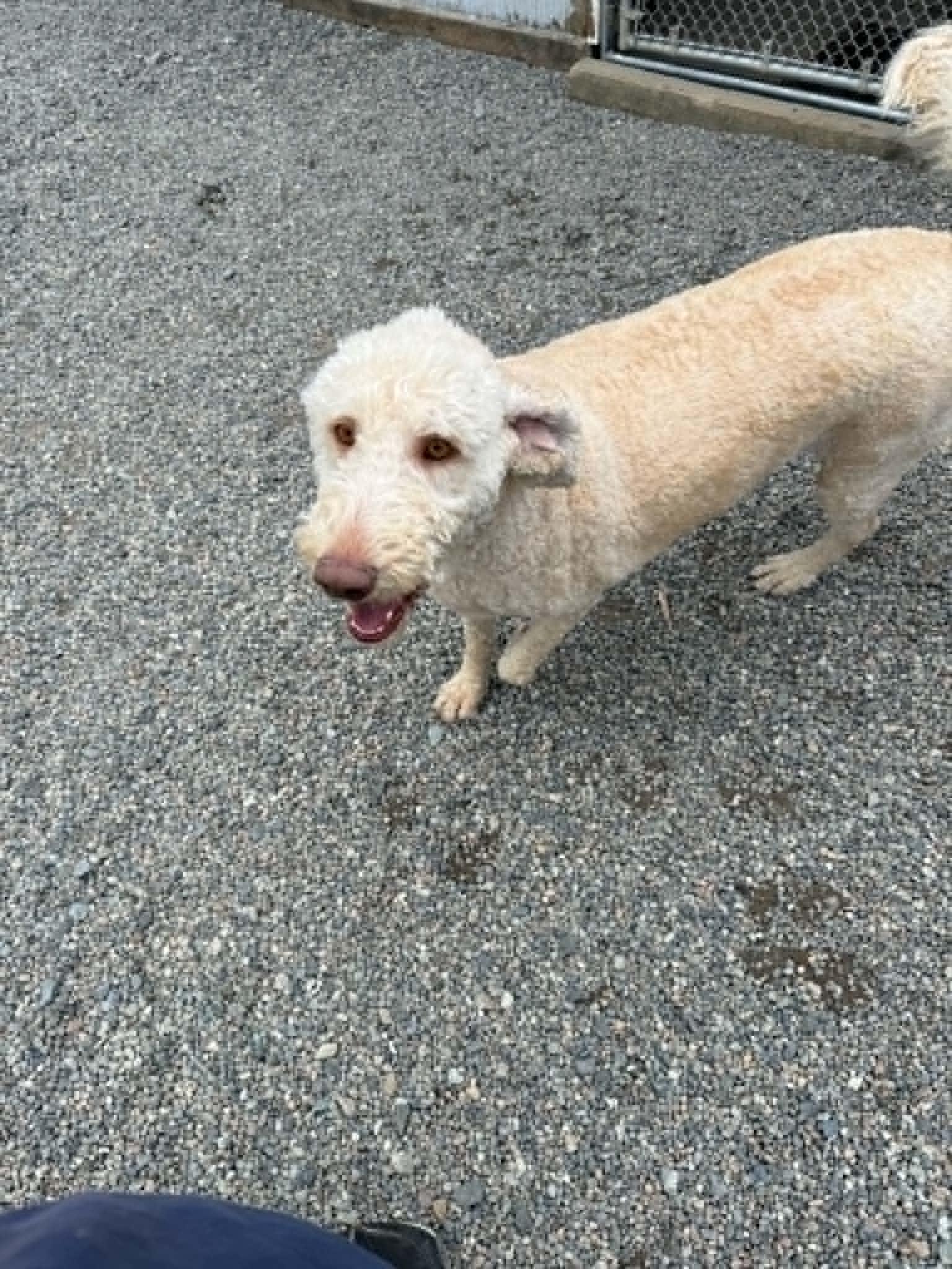 Barbie, a ADOPTABLE mixed breed in St. Maries, ID image 4/4