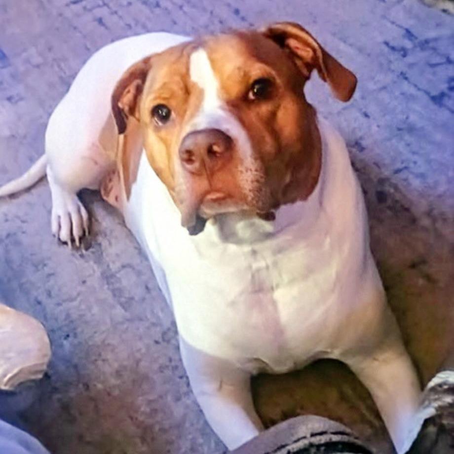 Dean, Adoptable, Adult Male English Bulldog & Mixed Breed.